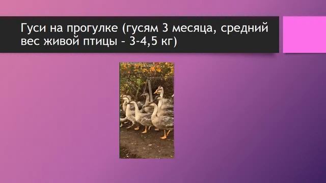 Откорм гусей