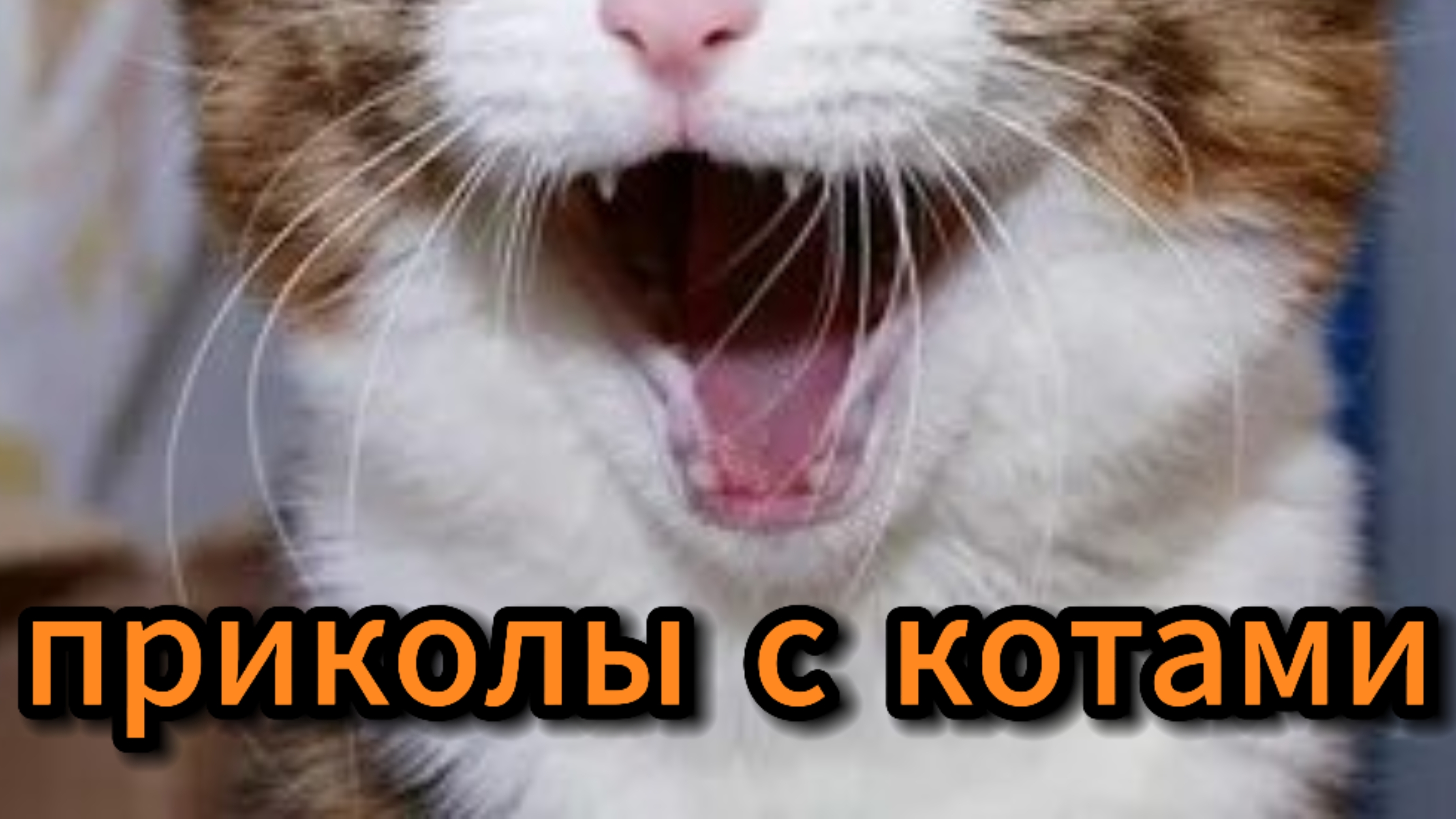 /приколы с котами/хехехехехех/