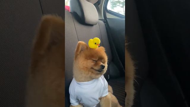 Adorable Puppy Rides With Toy Duckling On Its Head   ViralHog