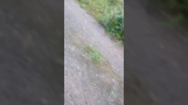 Гуляю с собакой