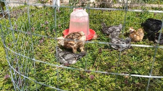 Самый доступный вариант😏 Цыплята на прогулке🐤🐥 Отдыхаем🌞Жизнь в своем доме на Кубани 🐤😻🍅😋