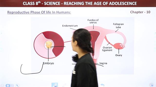 Reproductive Phase of Life in Humans - Reaching the Age of Adolescence | Class 8 Science Chapter 10