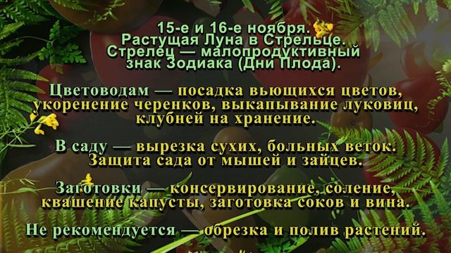 Лунный посевной календарь на НОЯБРЬ 2023. Уход и посев растений в саду и огороде. Агрогороскоп