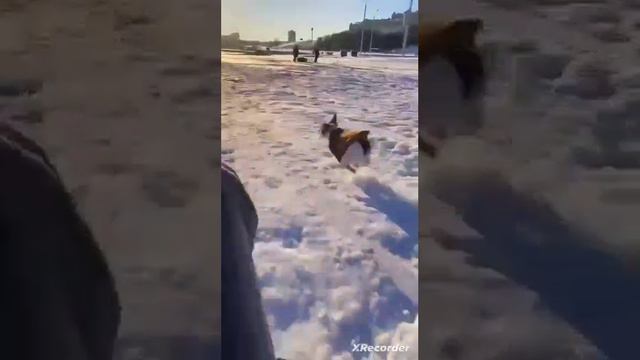when the dog and I decided to play and catch up