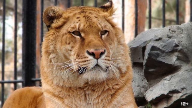 Топ 5 невероятных фактов о животных. Top 5 Incredible Facts About Animals.