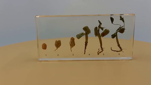 Коллекция "Развитие зерна арахиса" (акрил)