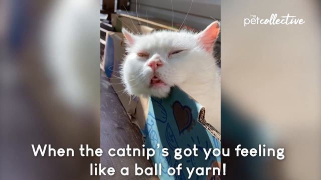 Dog Does Yoga! BEST PetToks of April