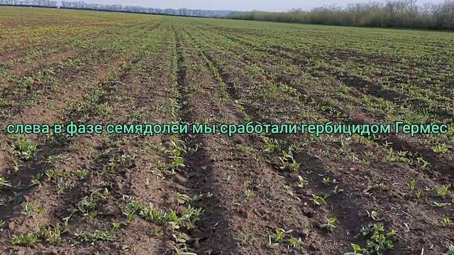 Гербицидом по семядолям подсолнечника.Контроль без гербицида.