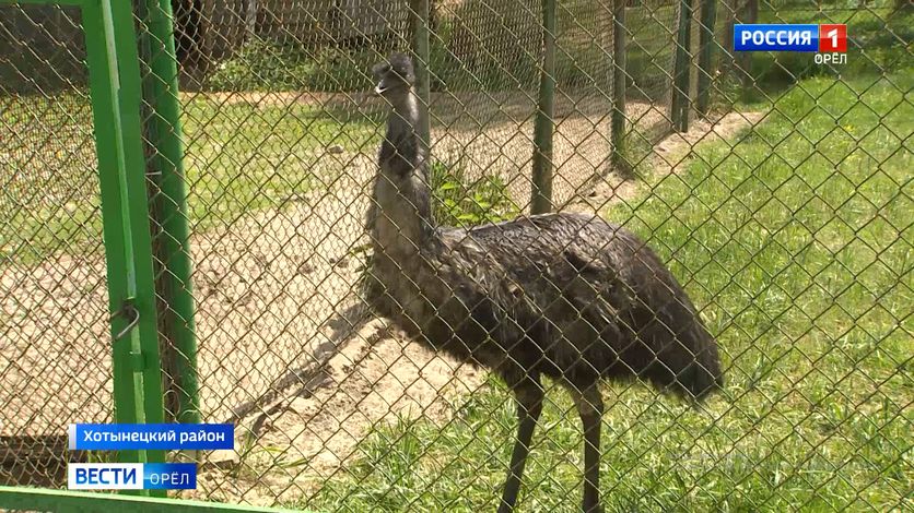 В хотынецком зоовольерном комплексе появились новые животные
