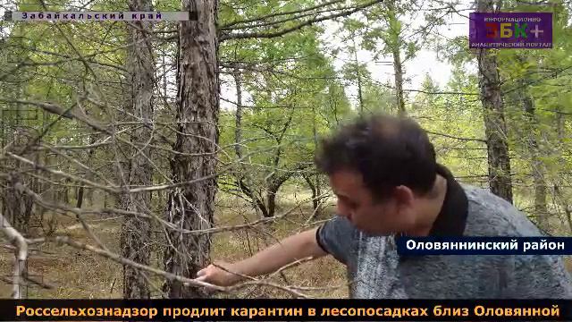 Гусеницы сибирского шелкопряда продолжают уничтожать хвойные в Оловяннинском районе