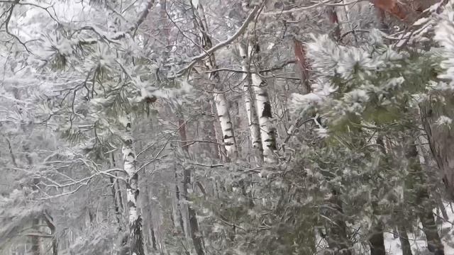 Красота зимнего леса. Деревня около Гомеля.