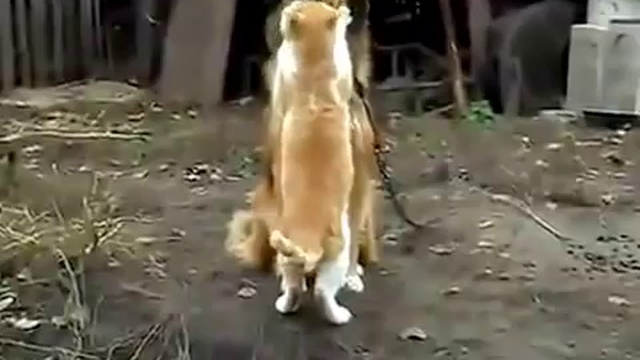 A cat's and a dog's friendship