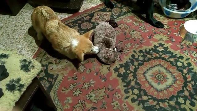 VID-20221020-WA0000.mp4
