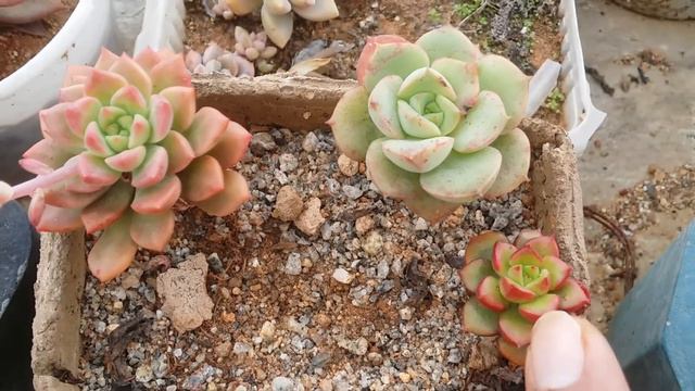 || WHY IS IT SO DIFFICULT TO IDENTIFY SUCCULENTS ? ||