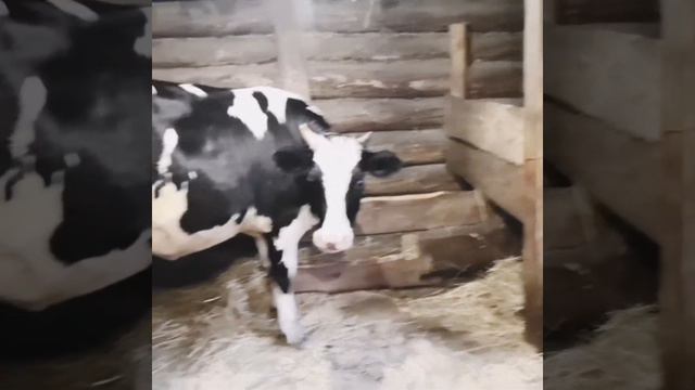 Уход за животными