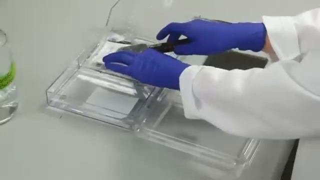 Western Blot WB Visual Protocol