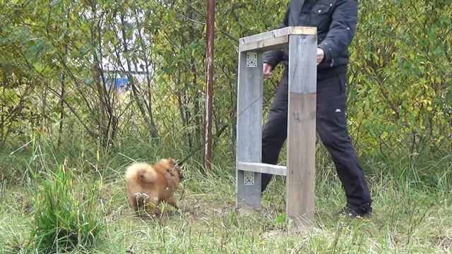 Тренеруемся, Барьер, Ползи. Хитрый Шпиц и философ Шарпей. Tricky Spitz And Philosopher Sharpei