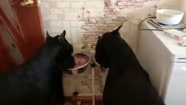 Ризеншнауцеры обедают.