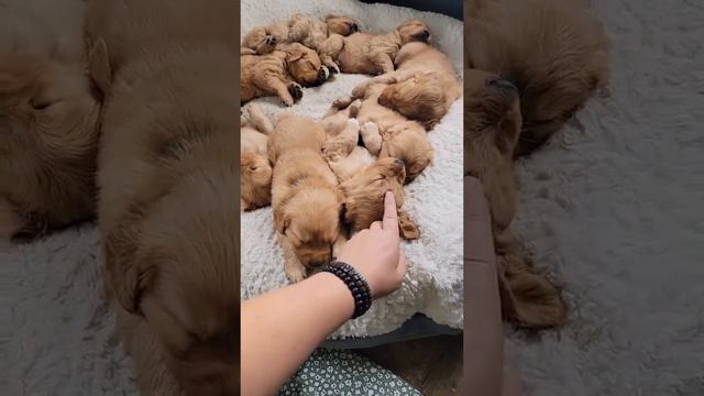 Adorable Golden Puppies Nap Together   ViralHog