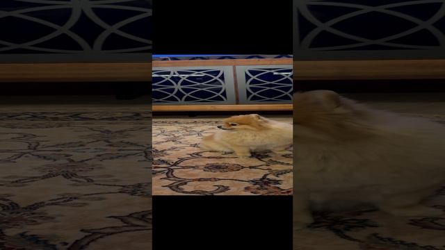 Как волк воет