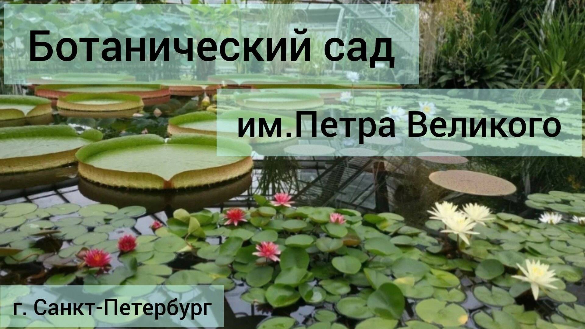 Ботанический сад им Петра Великого г Санкт-Петербург питер сад Ботанический flowers spb