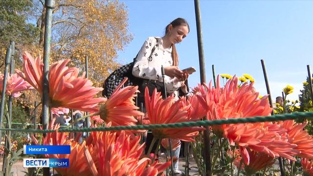 В Никитском ботаническом саду стартовал бал хризантем