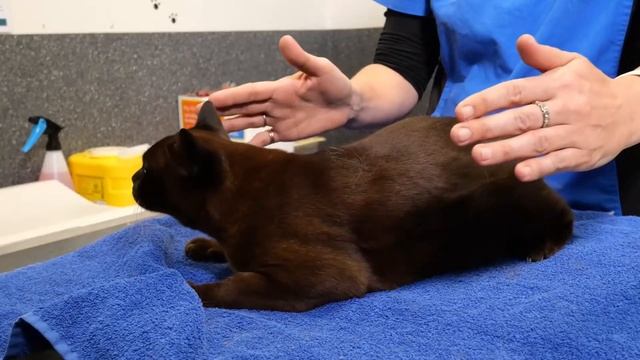 Checking a Resting Breathing Rate in your Cat