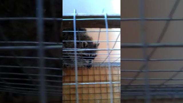 Енот ест крем