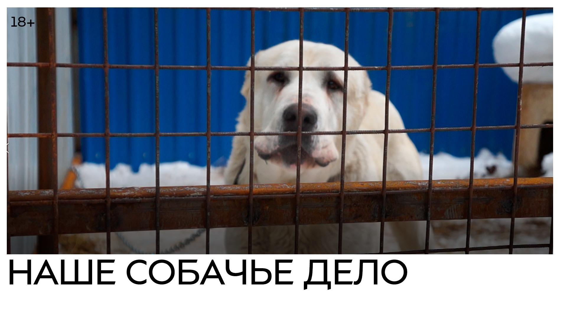 Бродячие собаки в России