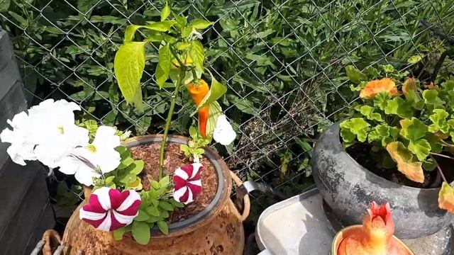 Украсила летнюю кухню, а мужу не нравится !