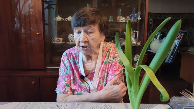 Что делать с луковицами тюльпана, гиацинта или крокусов после выгоночного цветения