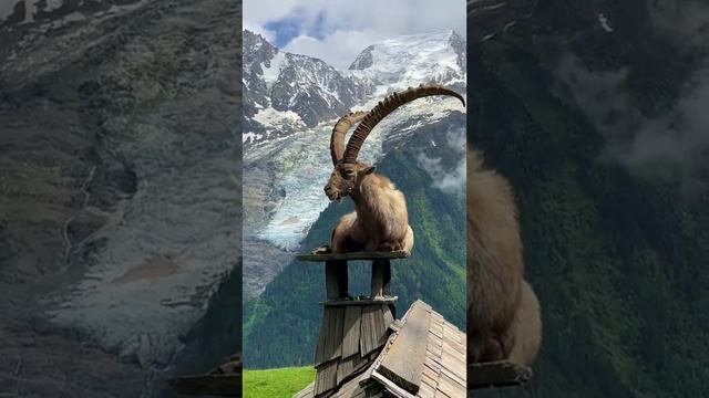 Природа.mp4