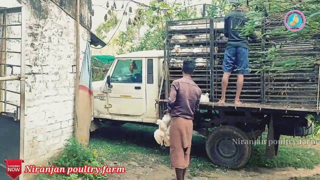 Birds lifting time full process || niranjan poultry farm || broiler farm || poultry farm || lifting