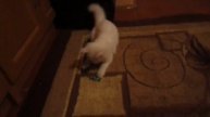 Кошка ворует конфеты
