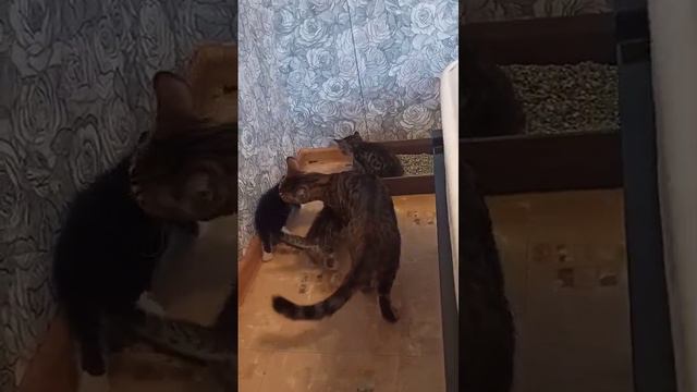 Котята эксклюзивные