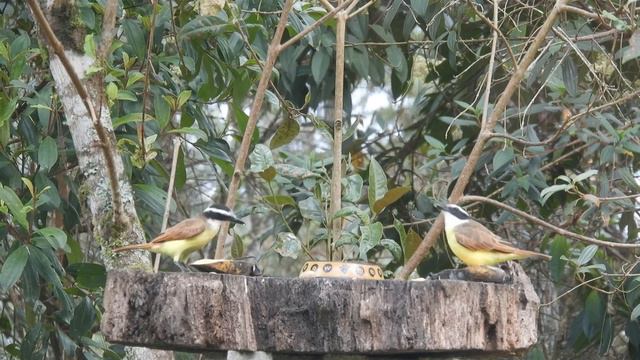 BICHOFUÉ / GREAT KISKADEE / PITANGUS SULPHURATUS