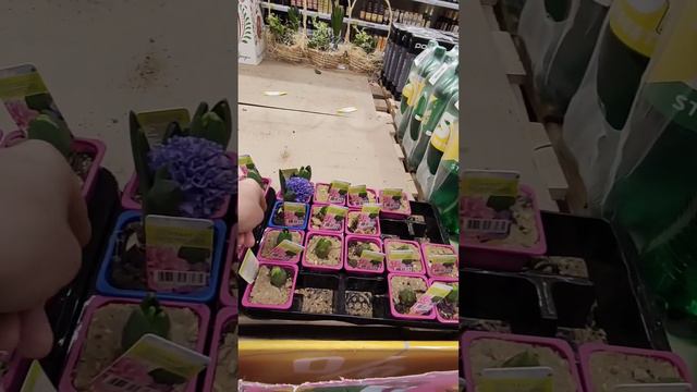 Купила в Магнит очаровательные цветы🌷😍Беспроигрышный подарок к празднику.