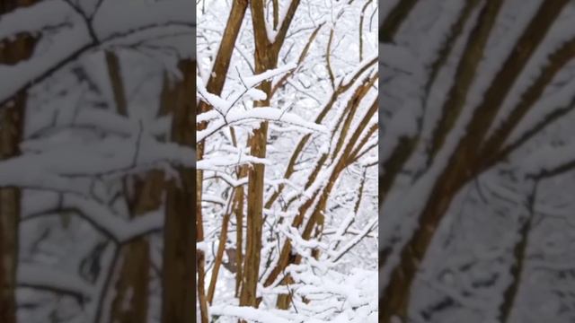 Зимний релакс, расслабляющие звуки природы в зимнем лесу, шум ветра и пение птиц, АСМР.