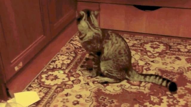 Кошка говорит что-то хозяйке