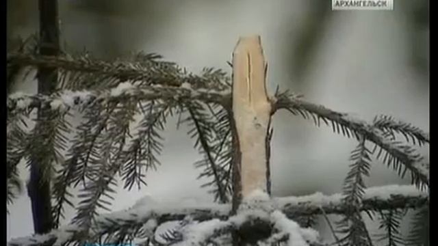 Началась заготовка ёлок к Новому году.