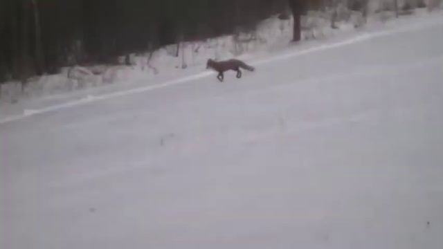 ЛИСА В ЕСТЕСТВЕННОЙ СРЕДЕ.