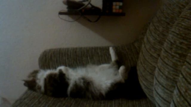 Кот спит