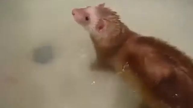 Купание хорьков