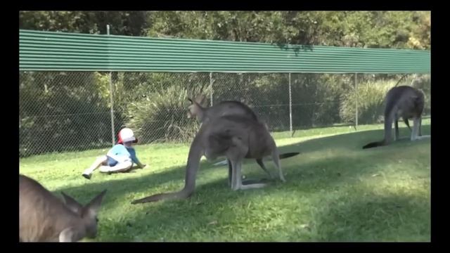 Kangaroo Attack People : Top 11 Kangaroo Attack Human In 2020  Wild Kangaroo