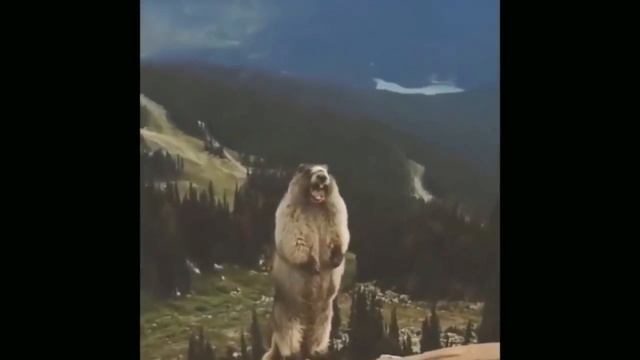 Козел зажигает!🐐🐐🐐🐐