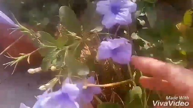 NO-43 Beautiful weed flower captured my pots.purple colour flowers invaded my containers