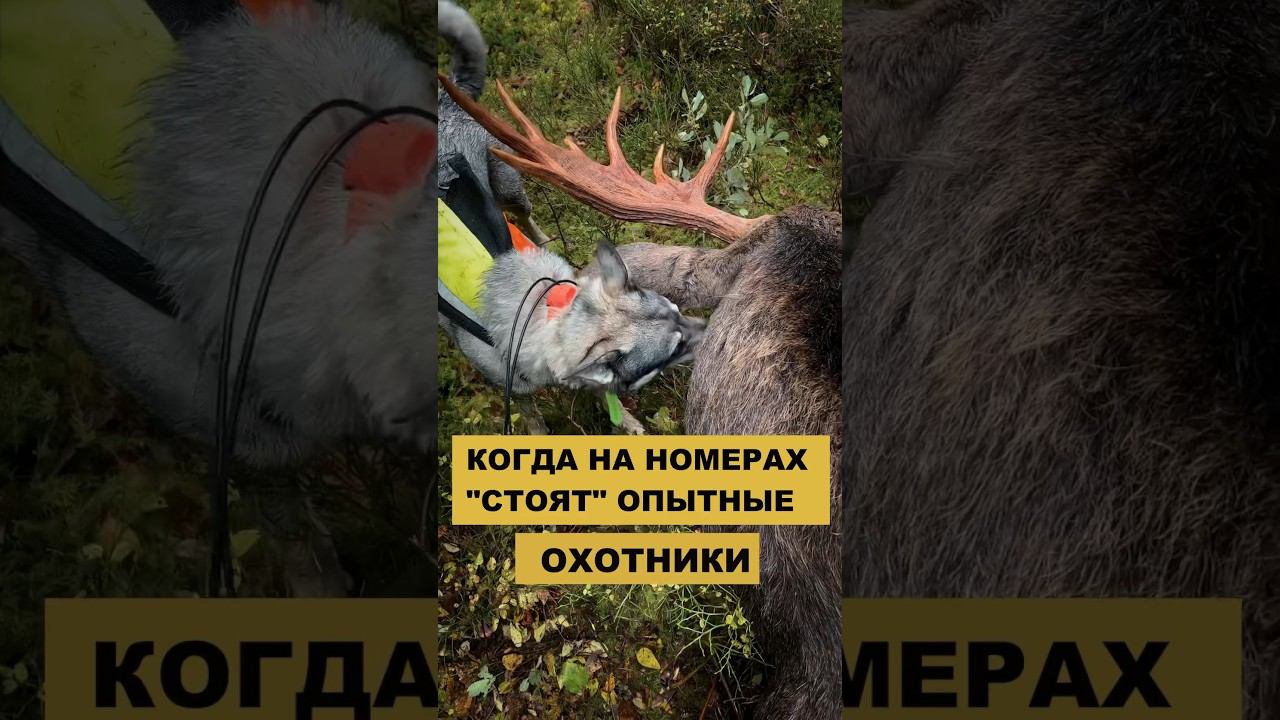 ОПЫТ РЕШАЕТ!!!  #охота #лайка #лось