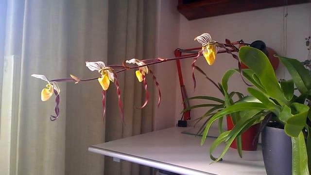 Paphiopedilum Philippinensis