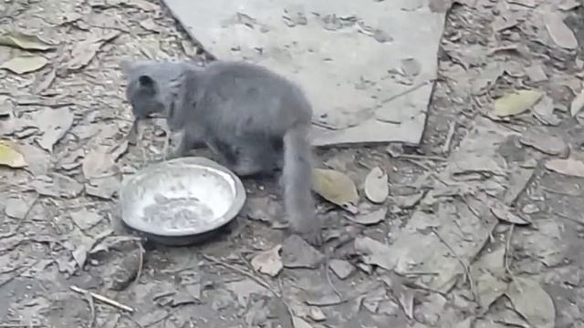 Игра в кошкимышки как наш котенок мышку поймал.