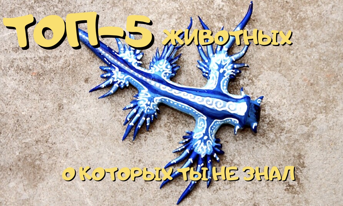 ТОП - 5 ЖИВОТНЫХ О КОТОРЫХ ТЫ НЕ ЗНАЛ